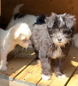 1-3 months Male Purebred Havanese