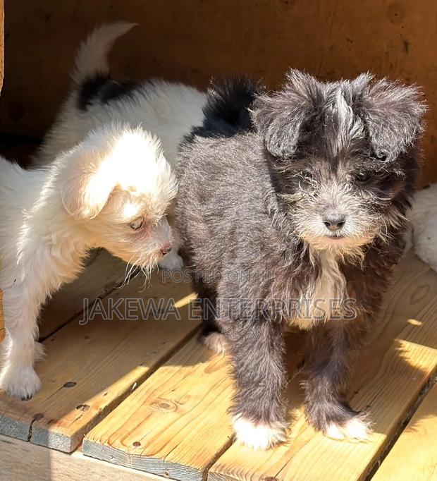 1-3 months Male Purebred Havanese