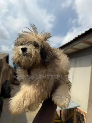 1-3 months Male Purebred Havanese