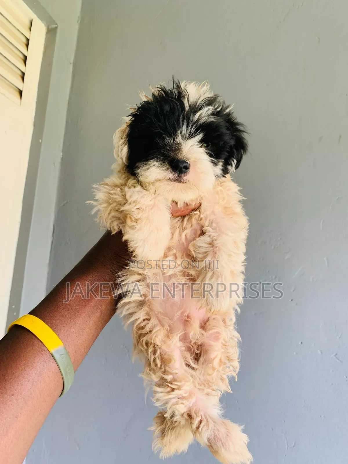1-3 months Male Purebred Havanese