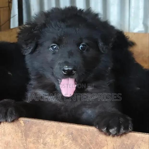 1-3 months Male Purebred German Shepherd - main view