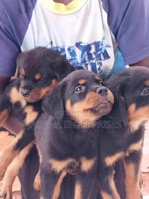 1-3 months Male Purebred Rottweiler