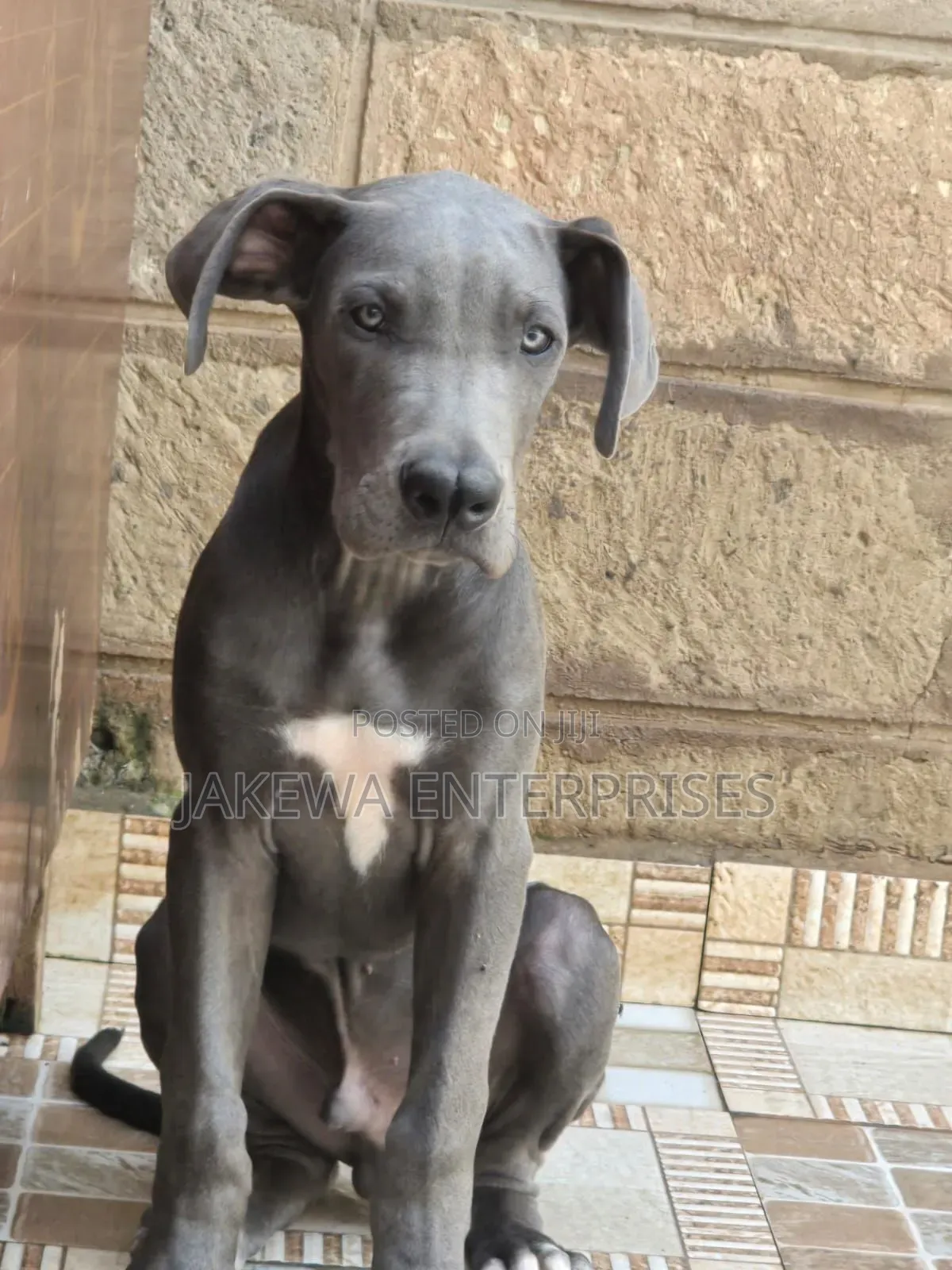 1-3 months Male Purebred Great Dane