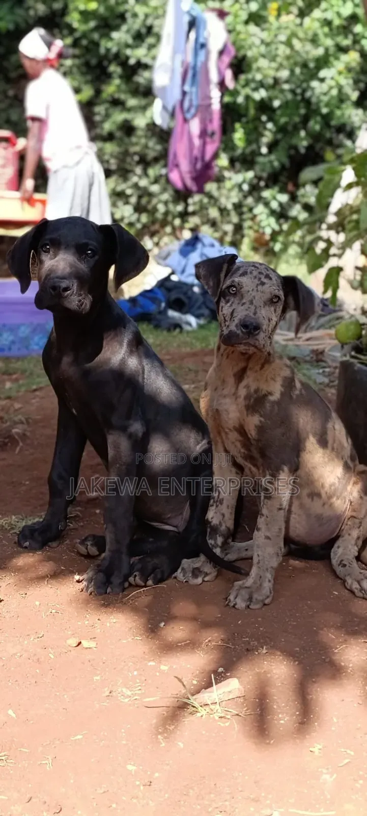 1-3 months Female Purebred Great Dane