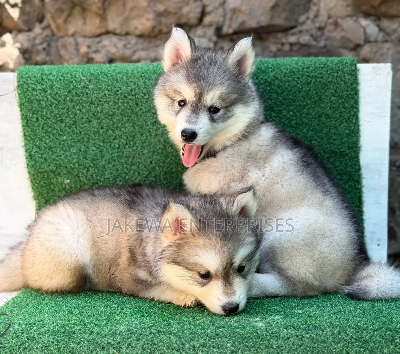 1-3 months Female Purebred Siberian Husky