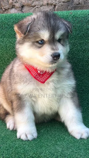 1-3 months Male Purebred Siberian Husky