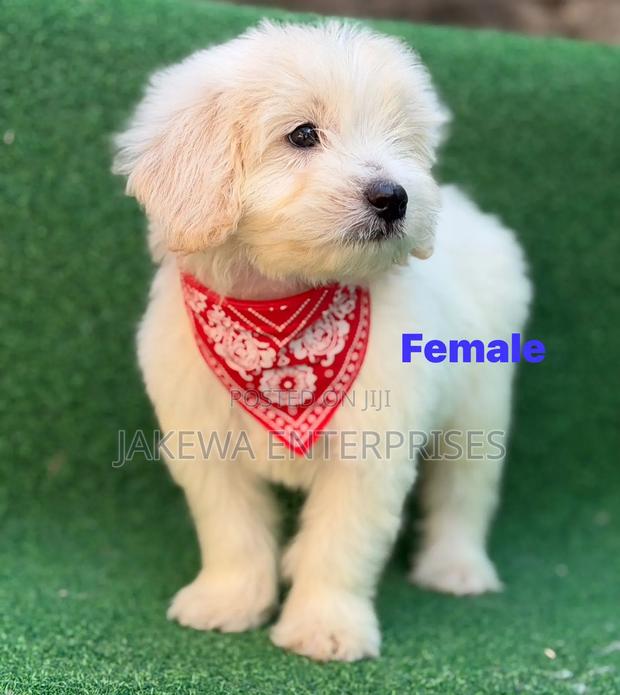1-3 months Female Purebred Havanese