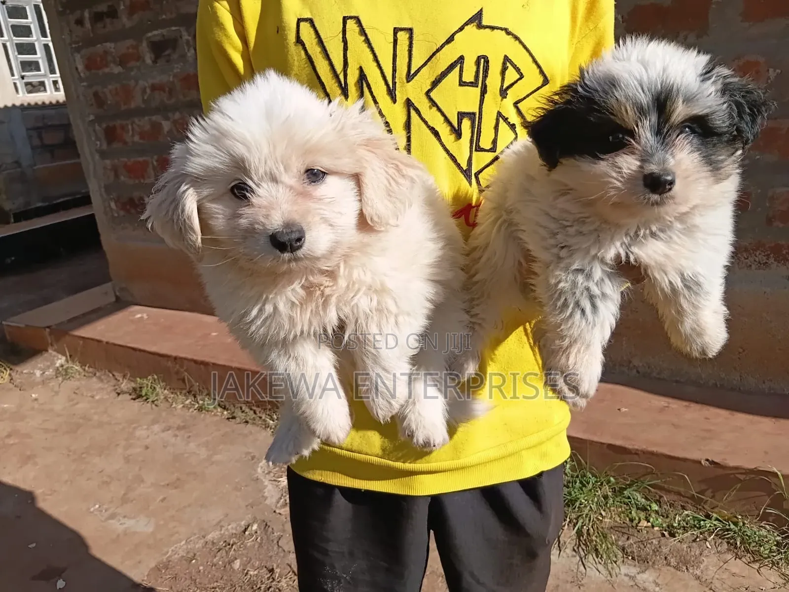 1-3 months Male Purebred Havanese