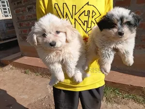 1-3 months Male Purebred Havanese
