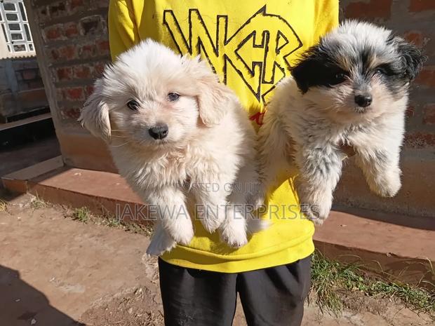 1-3 months Male Purebred Havanese
