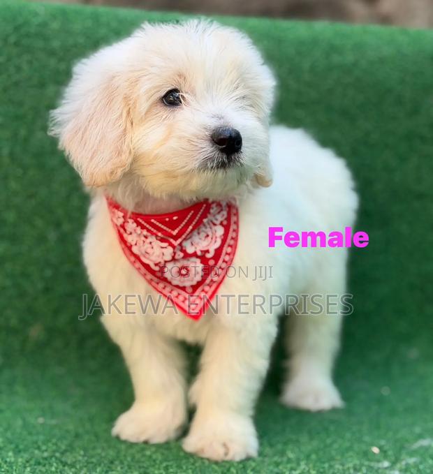 1-3 months Female Purebred Havanese