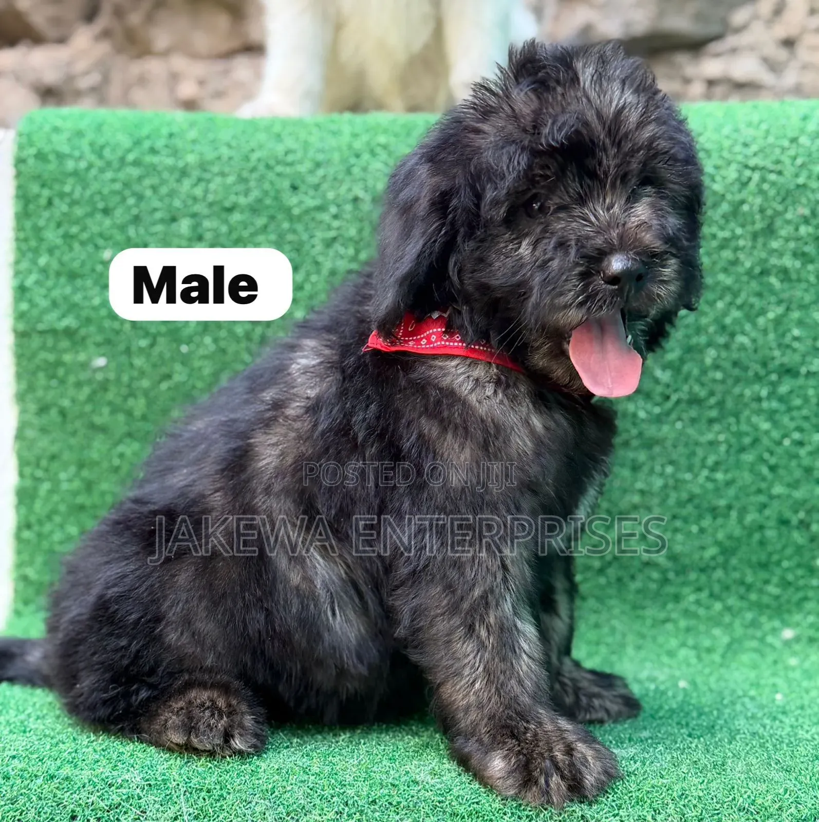 1-3 months Male Purebred Maltipoo