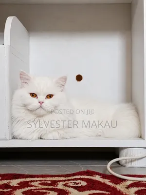 6-12 months Male Purebred Persian