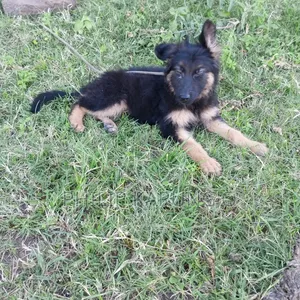 3-6 months Female Purebred German Shepherd
