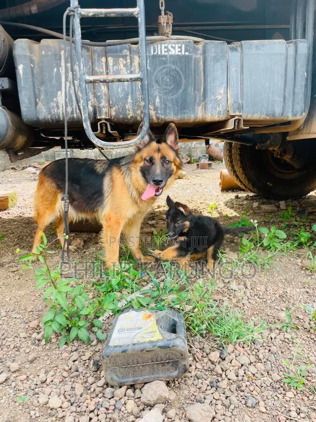3-6 months Female Purebred German Shepherd - thumbnail 3