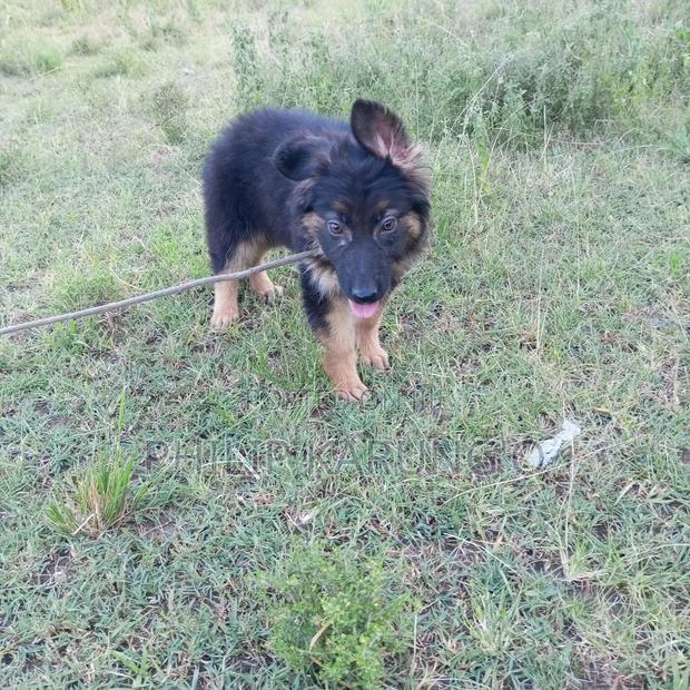 3-6 months Female Purebred German Shepherd - thumbnail 4