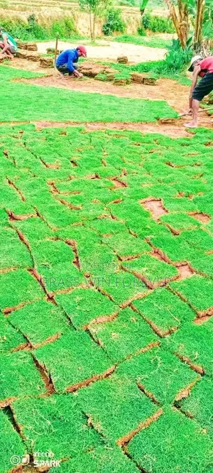 Arabic Grass Pemba Green Zibabwe Capet Grass Is Available