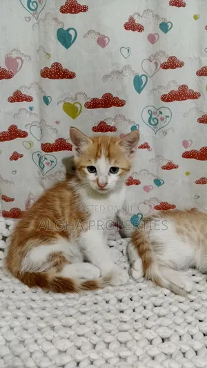 1-3 months Female Mixed Breed Siberian