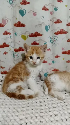 1-3 months Female Mixed Breed Siberian