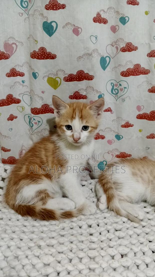1-3 months Female Mixed Breed Siberian - thumbnail 5