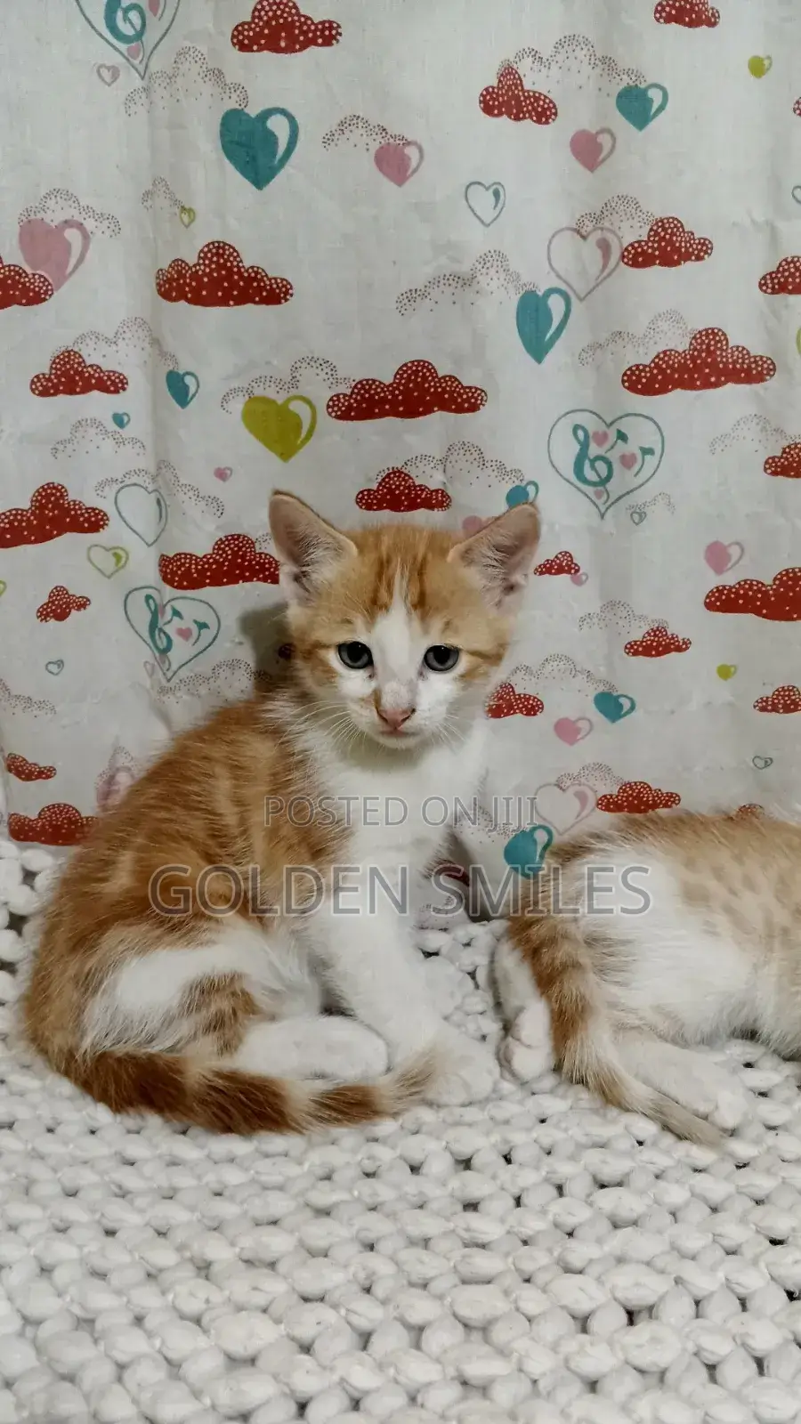 1-3 months Female Mixed Breed Siberian