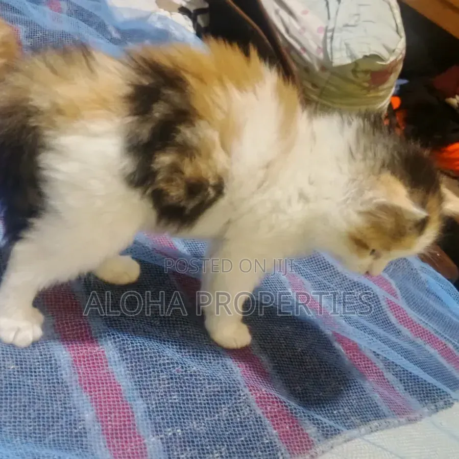 1-3 months Female Mixed Breed Siberian