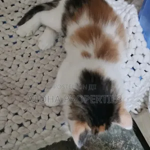 1-3 months Female Mixed Breed Siberian