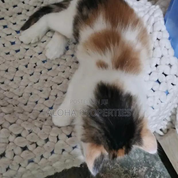 1-3 months Female Mixed Breed Siberian - thumbnail 4