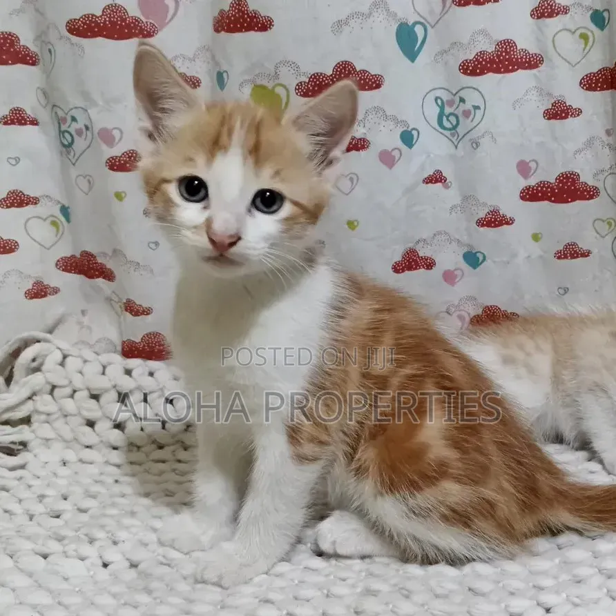 1-3 months Female Mixed Breed Siberian