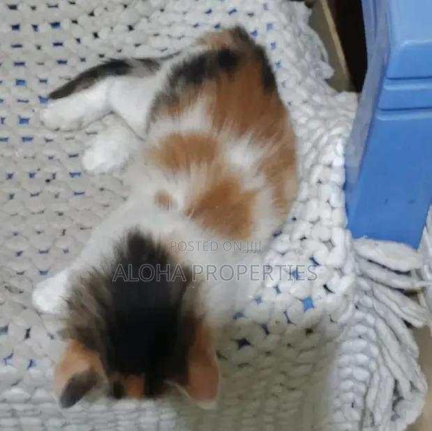 1-3 months Female Mixed Breed Siberian - thumbnail 2