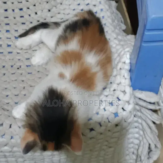 1-3 months Female Mixed Breed Siberian