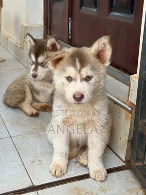 1-3 months Male Purebred Siberian Husky