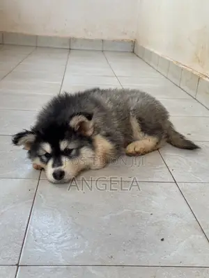 1-3 months Female Purebred Siberian Husky