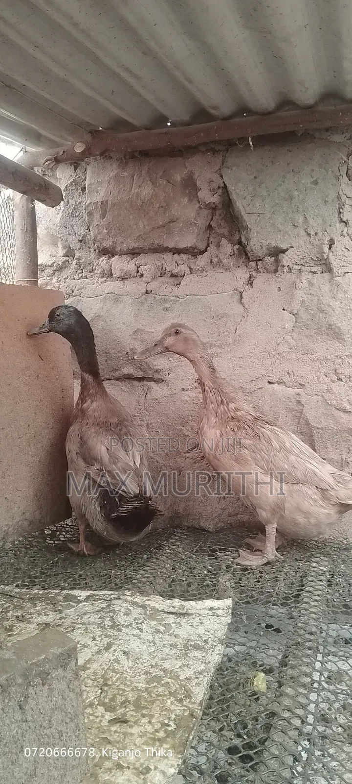 Ducks Khaki Campbell Pekin Rouen Swedish
