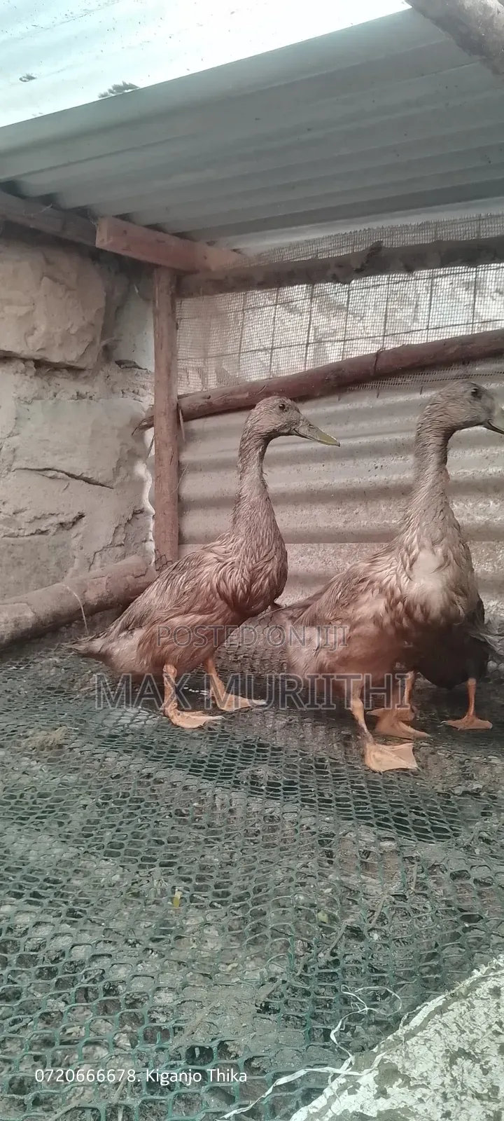 Ducks Khaki Campbell Pekin Rouen Swedish