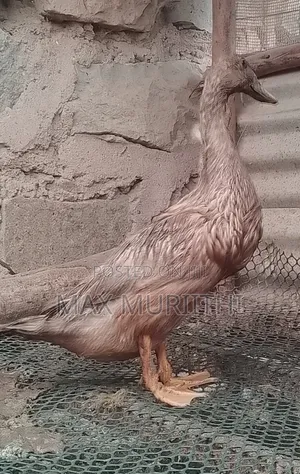 Ducks Khaki Campbell Pekin Rouen Swedish