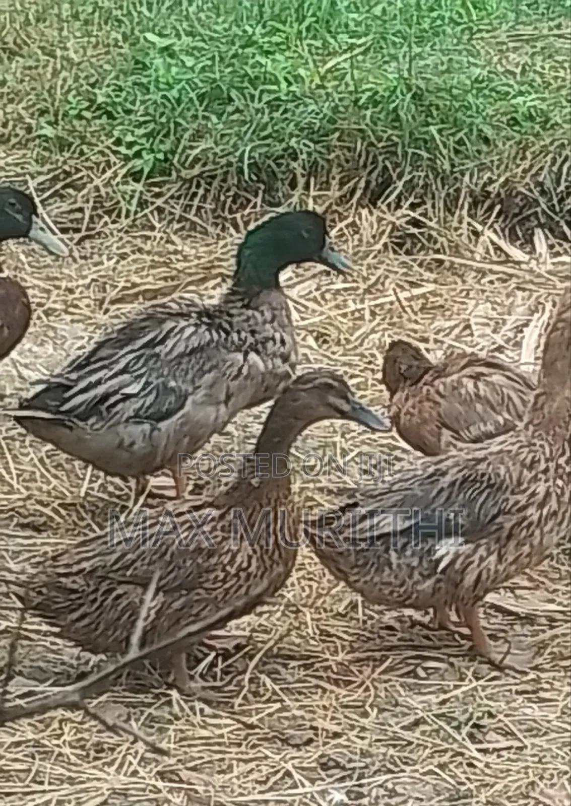 Ducks Khaki Campbell Pekin Rouen Swedish