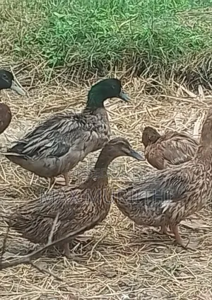 Ducks Khaki Campbell Pekin Rouen Swedish