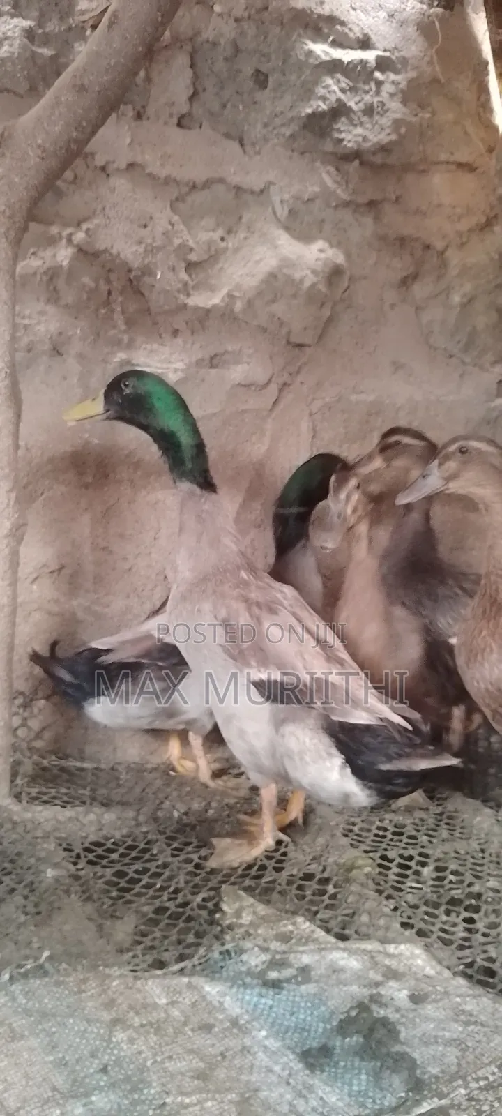 Ducks Khaki Campbell Pekin Rouen Swedish