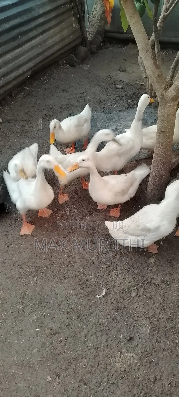Ducks Khaki Campbell Pekin Rouen Swedish
