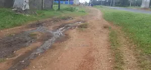 Dog Walking Services
