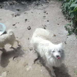 1+ year Female Purebred Japanese Spitz