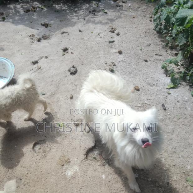 1+ year Female Purebred Japanese Spitz