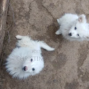 3-6 months Male Purebred Japanese Spitz