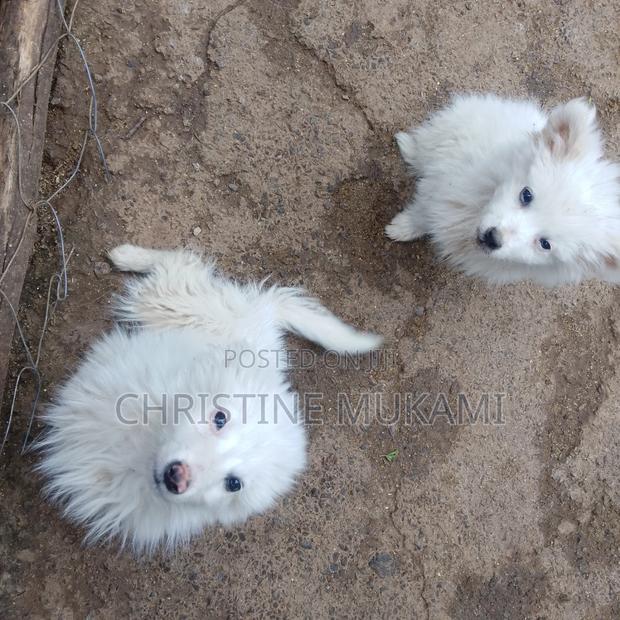 3-6 months Male Purebred Japanese Spitz