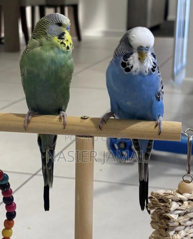 Colorful Budgies Free Cage