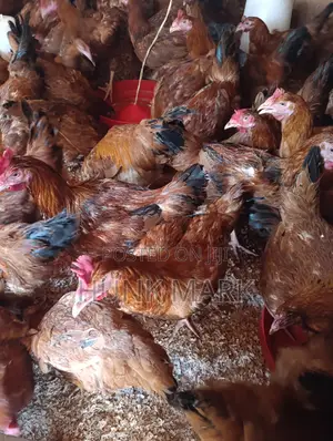 Improved Kienyeji Chicken (2.5kg and Above)
