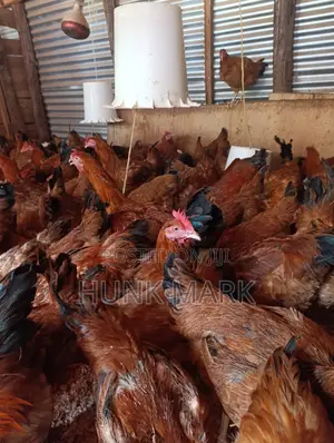 Improved Kienyeji Chicken (2.5kg And Above)