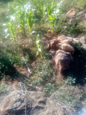A Quarter Acre of Land for Sale