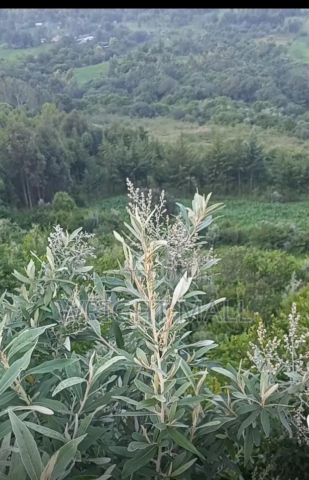 5 Acres-Gilgil
